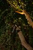 FARO CLAP lampa s držákem na strom 6W 3000K 38st. 24V